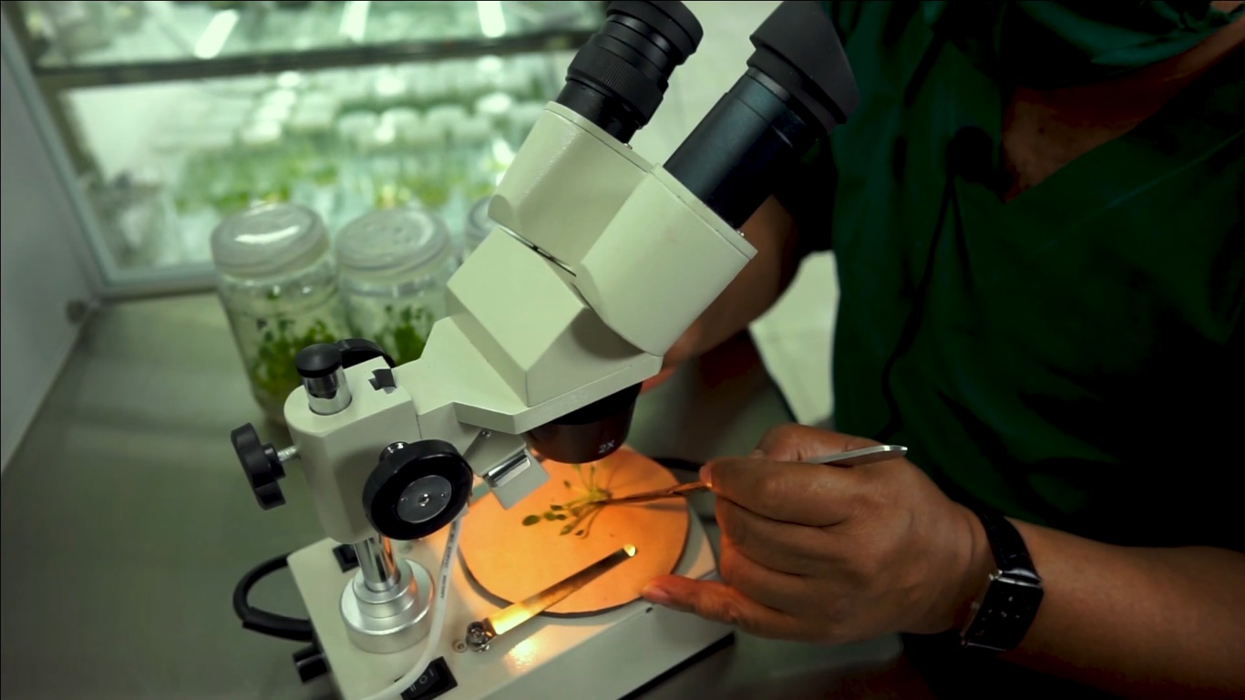 Advancing Sustainable Agriculture Through Tissue Culture Technology