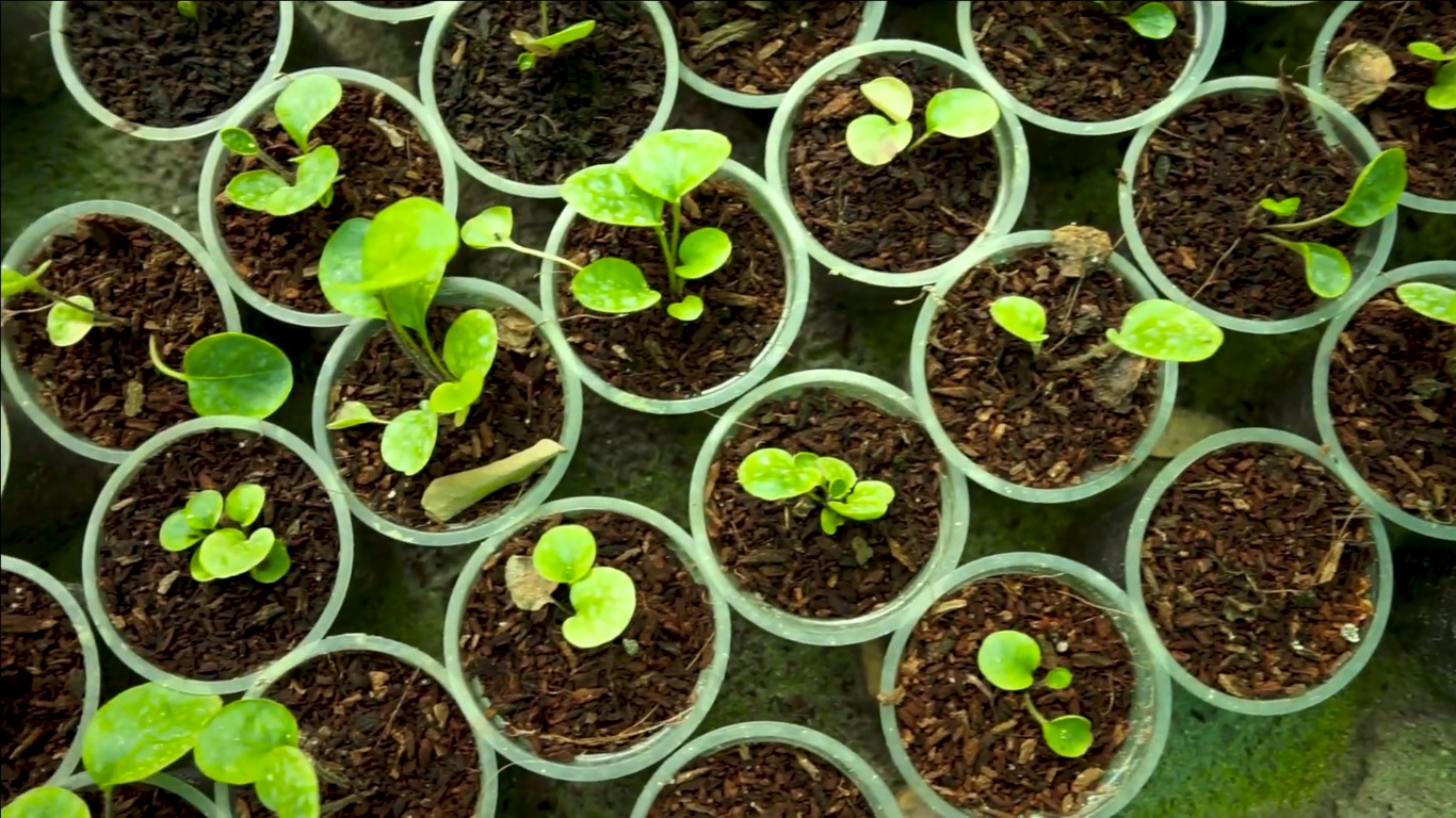 Advancing Sustainable Agriculture Through Tissue Culture Technology