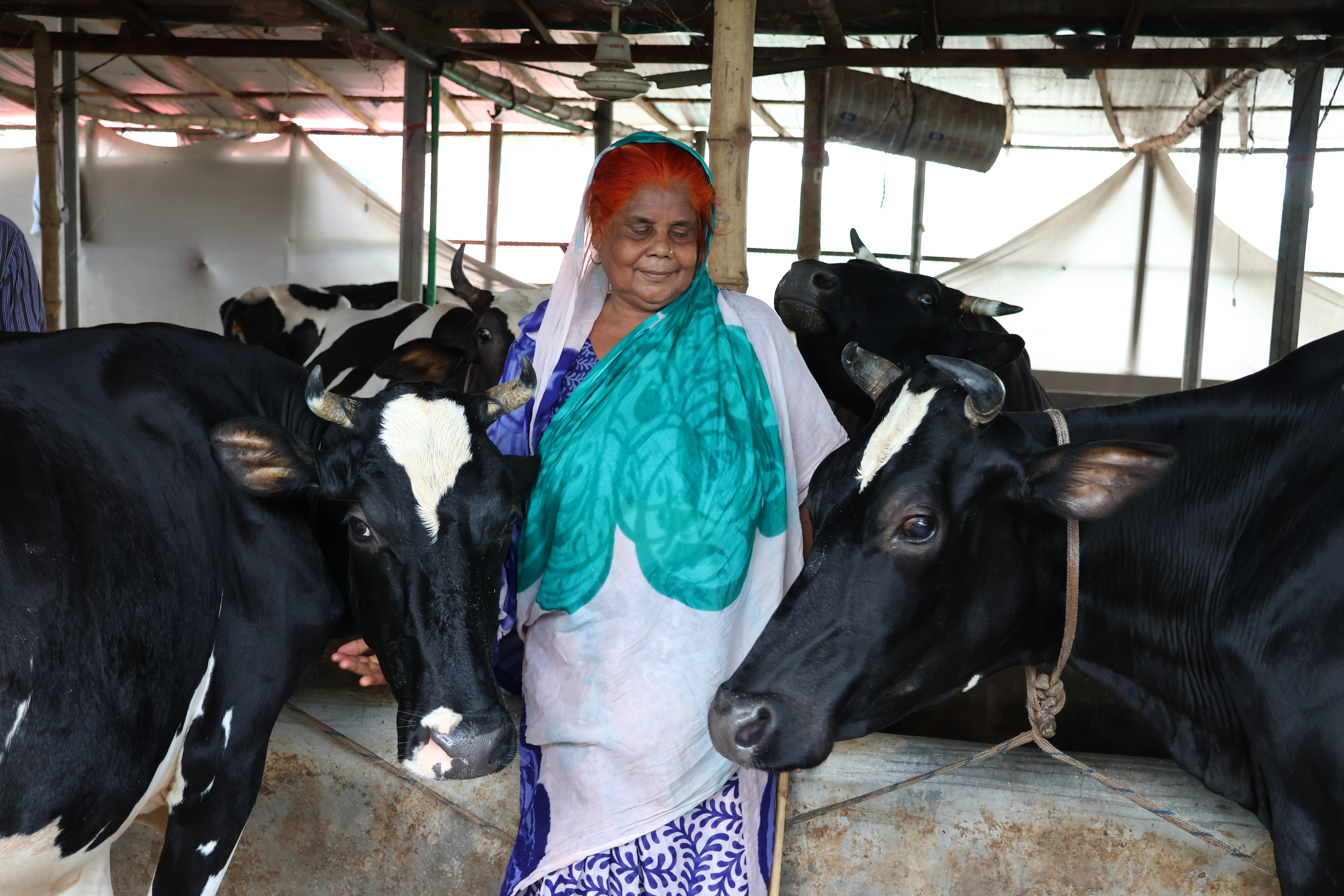 member buy cows after getting loan